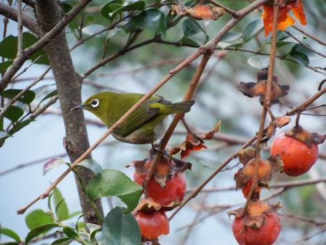 メジロと柿