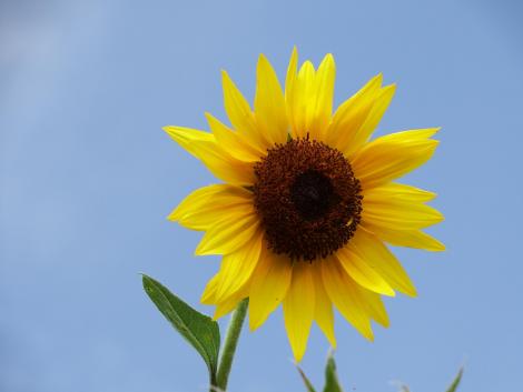 遅咲きのヒマワリ