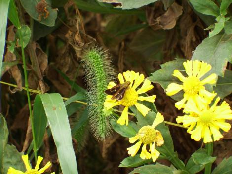 イチモンジセセリ