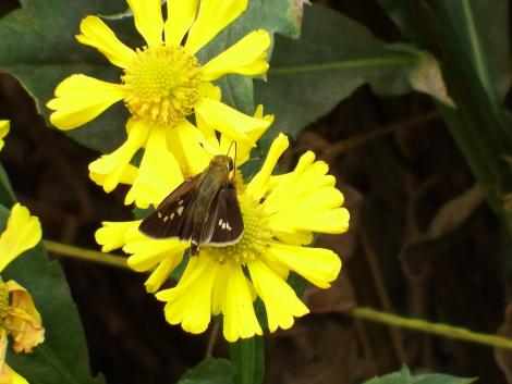 イチモンジセセリ