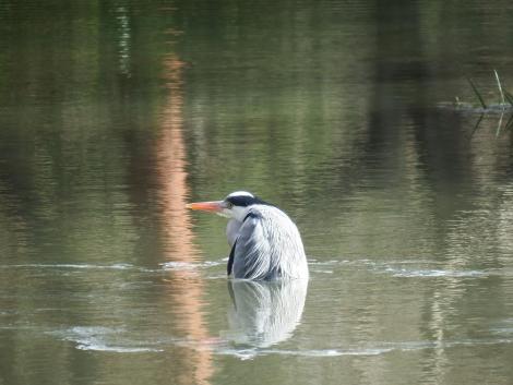 入浴中のアオサギ