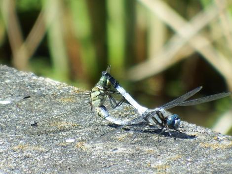 シオカラトンボ