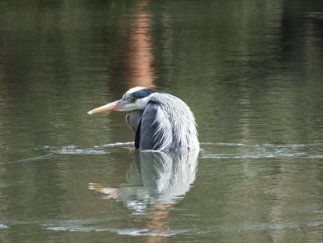 入浴中のアオサギ