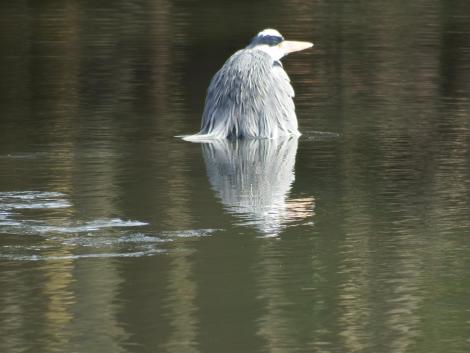 入浴中のアオサギ