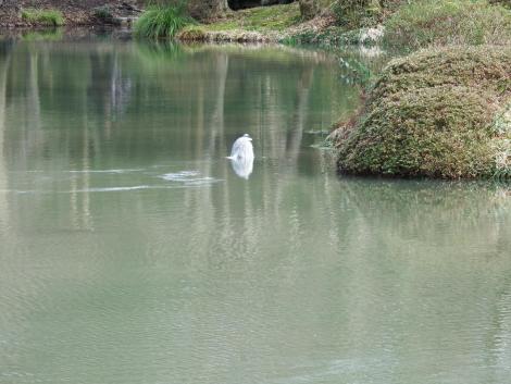 入浴中のアオサギ