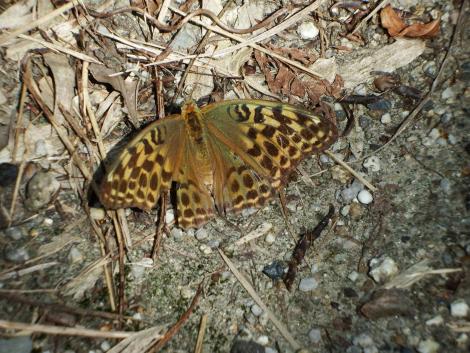 ミドリヒョウモン