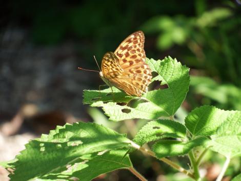 ミドリヒョウモン