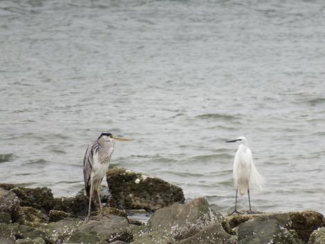 アオサギとコサギ