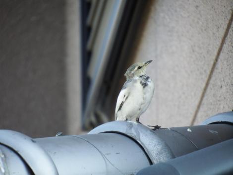 ハクセキレイ幼鳥