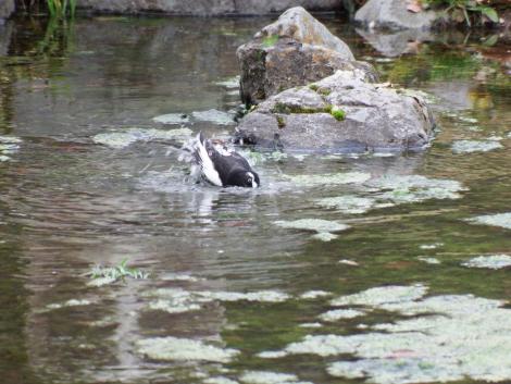 セグロセキレイ