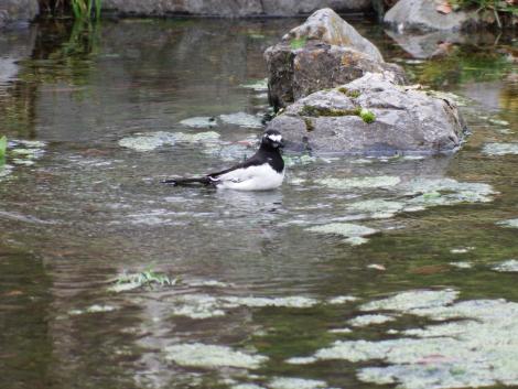 セグロセキレイ