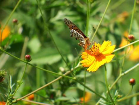 ツマグロヒョウモン