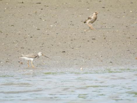 ソリハシシギ、ムクドリ