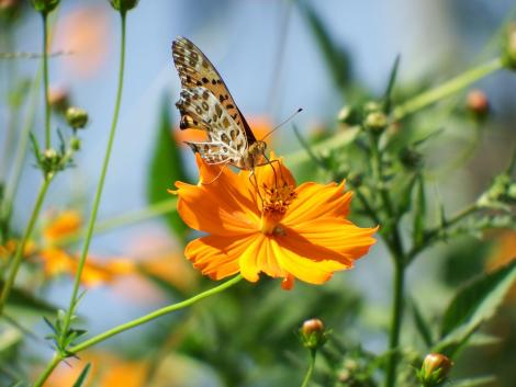 ツマグロヒョウモン
