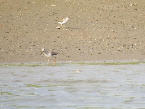 ソリハシシギ、イソシギ