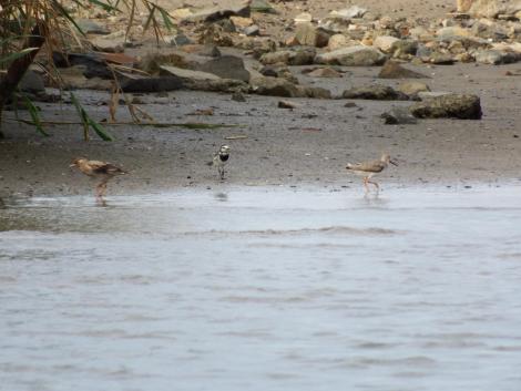 ムクドリ、ハクセキレイ、ソリハシシギ
