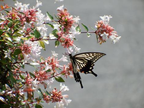 アベリアとアゲハ