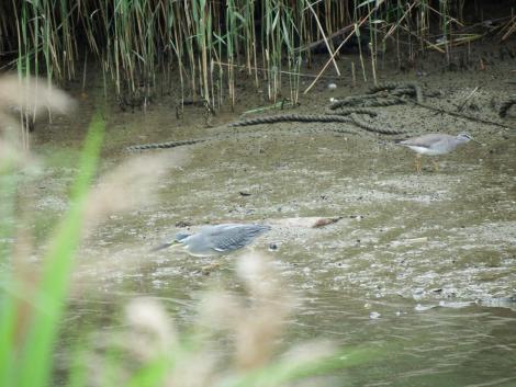 ササゴイとキアシシギ