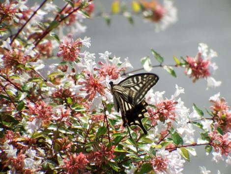 アベリアとアゲハ