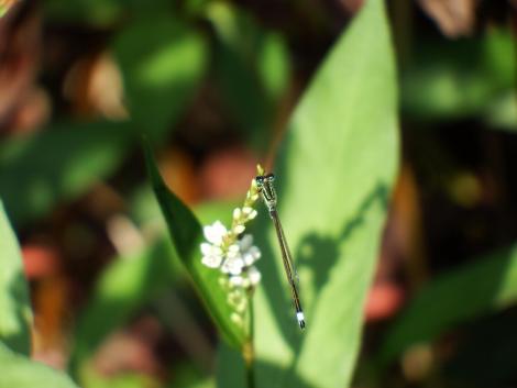 アオモンイトトンボ