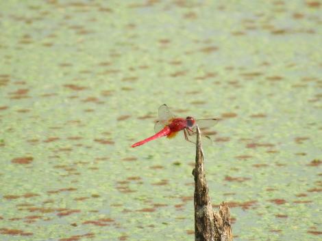 ショウジョウトンボ