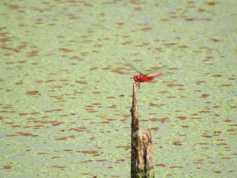 ショウジョウトンボ
