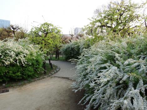 ユキヤナギの道