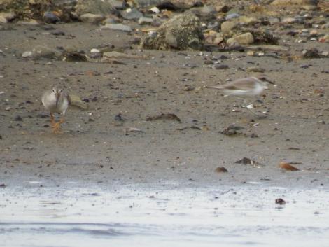ソリハシシギとシロチドリ