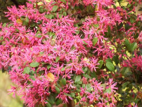 ベニバナトキワマンサク