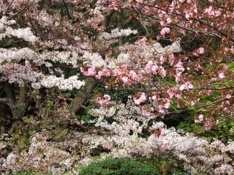 八重桜とソメイヨシノ