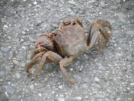 クロベンケイガニ