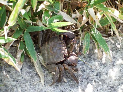 クロベンケイガニ