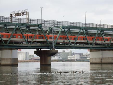 阪神電車とオナガガモ