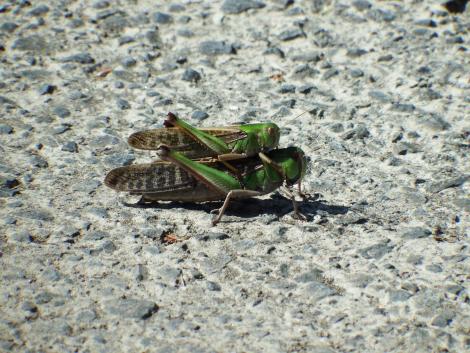 交尾中のトノサマバッタ