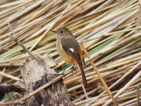 ジョウビタキ♀