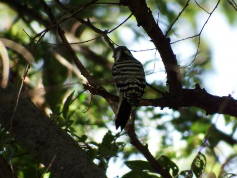 コゲラの背中