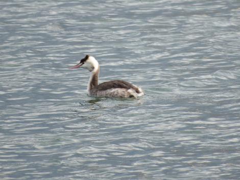 カンムリカイツブリ