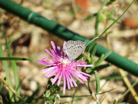 ヤマトシジミとマツバギク