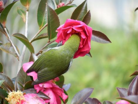 メジロとサザンカ