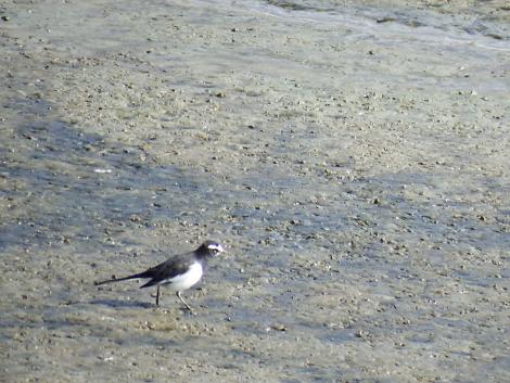 セグロセキレイ