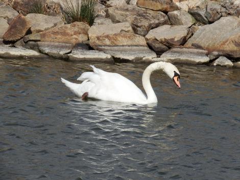 コブハクチョウ