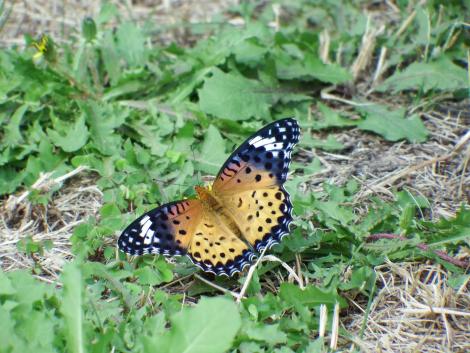 ツマグロヒョウモン♀
