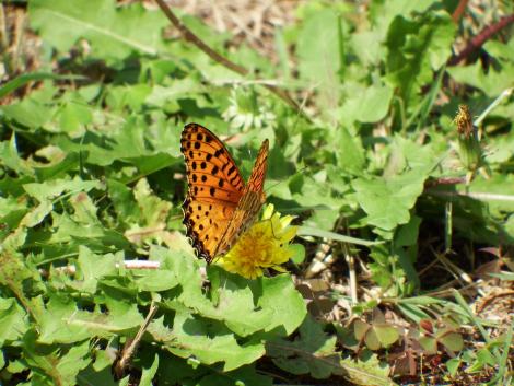 ツマグロヒョウモン♂