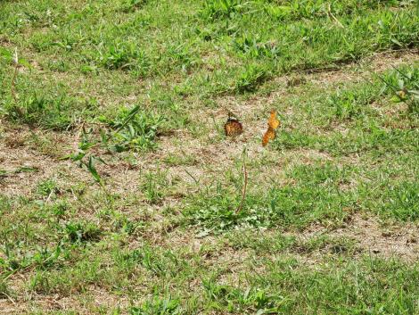 ツマグロヒョウモン♂♀