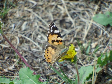 ヒメアカタテハ