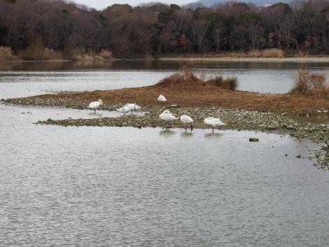 コブハクチョウ