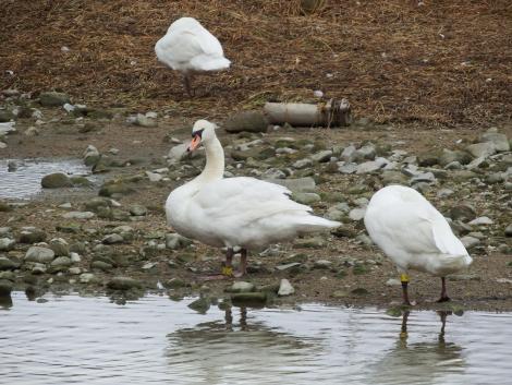 コブハクチョウ