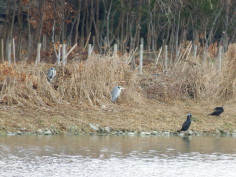 カワウとアオサギ