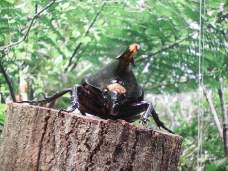 ネプチューンオオカブト