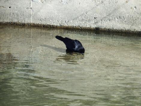 ハシボソガラス